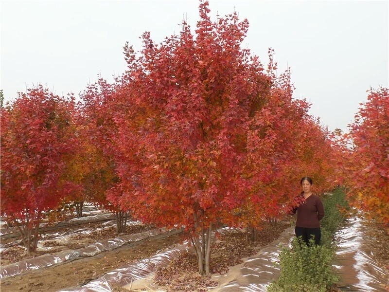 彩色苗木之王—美國紅楓，還能紅多久？