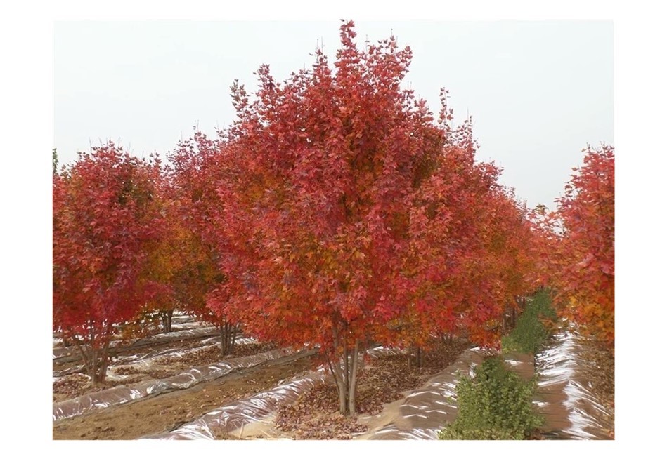 彩色苗木之王—美國紅楓，還能紅多久？