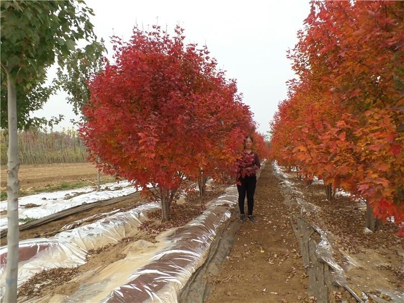 彩色苗木之王—美國紅楓，還能紅多久？