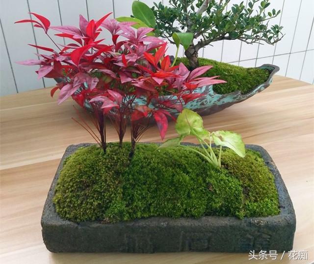 火焰南天竹入市以來熱度不減，未來幾年市場好！