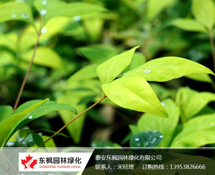 火焰南天竹栽種、澆水、施肥等及擺放環(huán)境