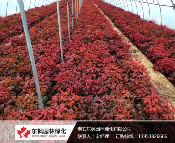 火焰南天竹栽種、澆水、施肥等及擺放環(huán)境