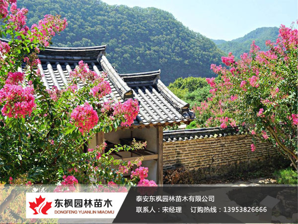 美國(guó)紫薇