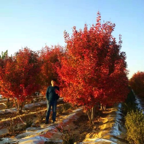 叢生多桿苗木市場(chǎng)需求火爆，叢生紅點(diǎn)紅楓正在逐漸走俏……