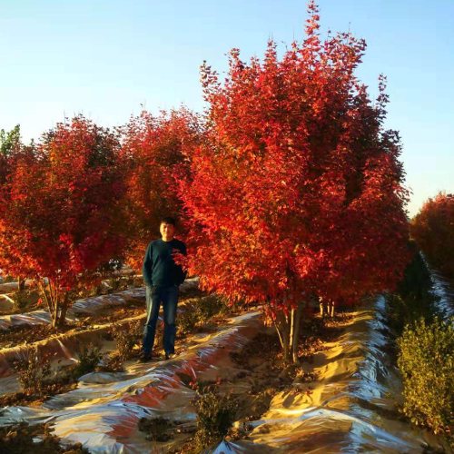 叢生多桿苗木市場(chǎng)需求火爆，叢生紅點(diǎn)紅楓正在逐漸走俏……