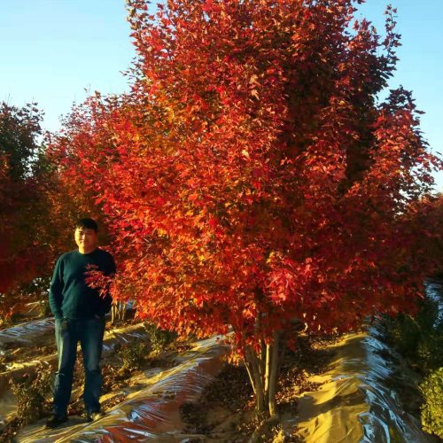 叢生多桿苗木市場(chǎng)需求火爆，叢生紅點(diǎn)紅楓正在逐漸走俏……