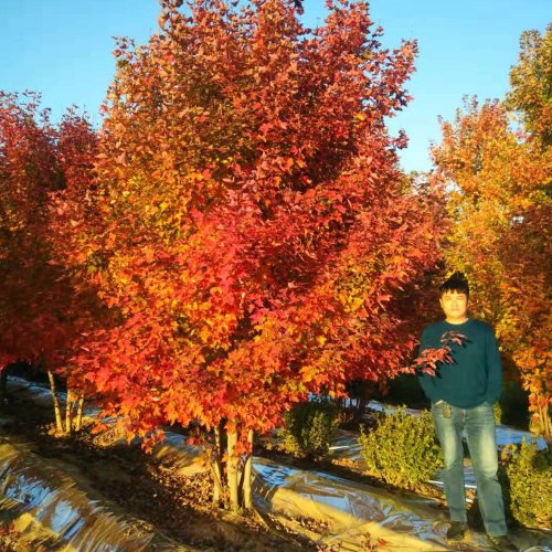 叢生多桿苗木市場(chǎng)需求火爆，叢生紅點(diǎn)紅楓正在逐漸走俏……