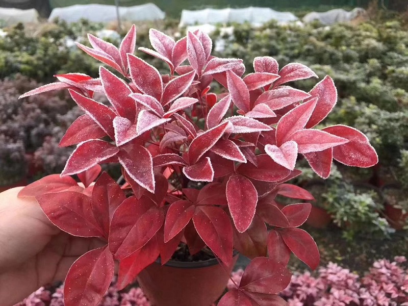 選對種苗，做好產(chǎn)品，才能未來可期！火焰南天竹、叢生紅點紅楓、紫薇花瓶