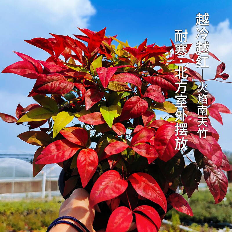 火焰南天竹——在冰冷的冬天，送你暖的色彩！