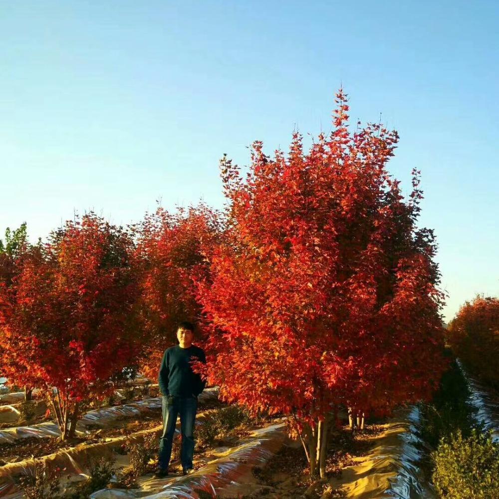 美國(guó)紅楓，在砥礪前行中預(yù)見(jiàn)未來(lái)